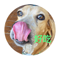小犬的生活