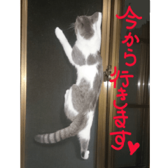 可愛い 猫の写真 テンコ