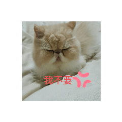 波波醬