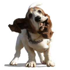 Basset hound 11(dog)