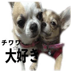 ICHI and GOSUKE of Chihuahua