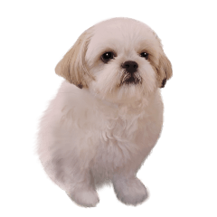 A variety of Shih Tzu Dog