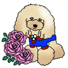 CoCo the Poodle