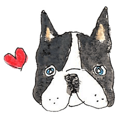 LOVE Boston Terrier