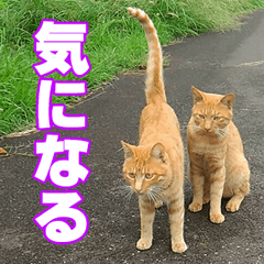 Stray cat photo Sticker