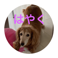 cocoa_20201021154413