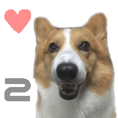 Dog Corgi TERU 2