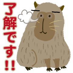 Hi~!!capybara 1