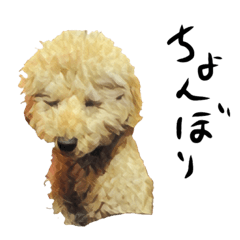 Toy poodle Fuuta kun