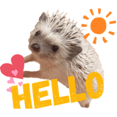 Hedgehogmosa_20201021191155