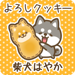 Petit Shiba Hayaka (Joke Sweets)