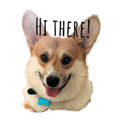 Taylor the Corgi