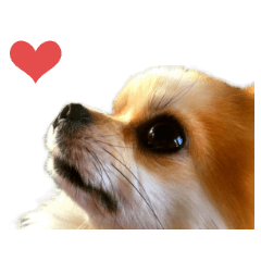 Real DOG Chihuahua -Moa-