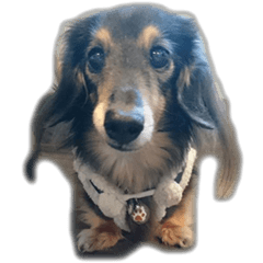 dachshund-maro3