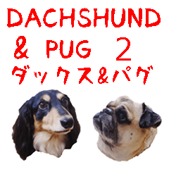 [Photo?] DACHSHUND and PUG dog 2