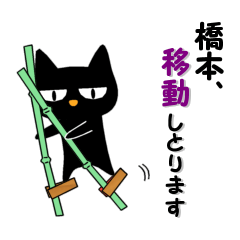 Black cat "Hashimoto"