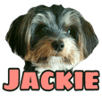 awesome Yorkshire terrier Jackie