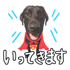 Black Labrador retriever named ROI ver.2