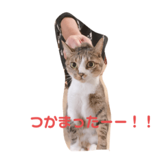 Cherry_20201022144609