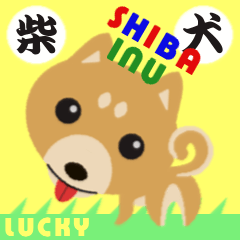 Shiba inu Lucky