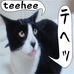 sticker japan cat&gin Photo version 6