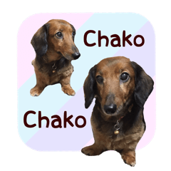 Lovely Dog,Chako.