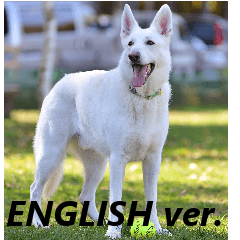 The White Shepherd Dog! ENGLISH ver.(P)1