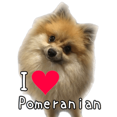 love Pomeranian