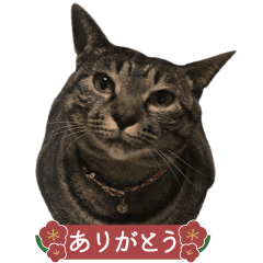 ねこ Lineクリエイターズスタンプまとめ Stamplist Part 18 ねこ Lineクリエイターズスタンプまとめ Stamplist Part 18