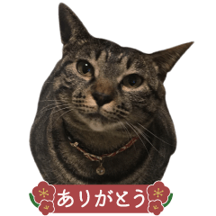 tsuruta house cat 3