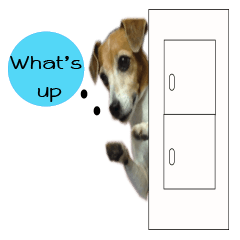 TUNA (Jack Russell Terrier)
