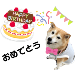 柴犬らんの日常⑤