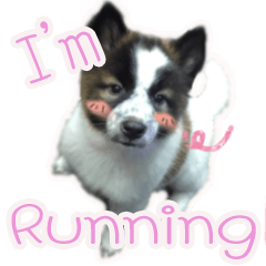 Running Friendly Dog