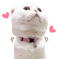 Odencat Stickers Line Line Store Odencat Stickers Line Line Store