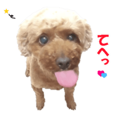 Toy Poodle Panchan 3