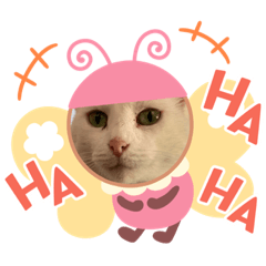 White cat Snows daily life 2