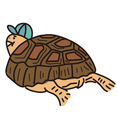 tiny lazy tortoise