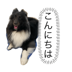 Eve_Shetland Sheep Dog