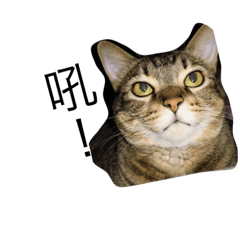 胖胖日常第二彈