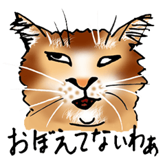 Humorous cats in Kansai