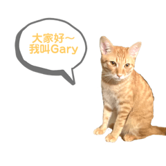 Gary cat