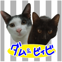 Black cat and gray cat