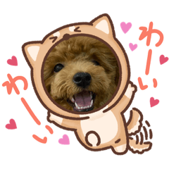 kitty_20201025165533