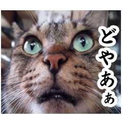Big Boy Cat Ku-chan Sticker