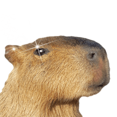 Capybara of Kapi-chan 3