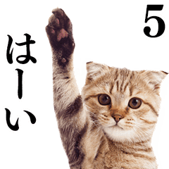 Cat Photo Stickers 05 Line Stickers Line Store