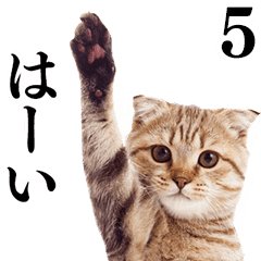 Cat Photo Stickers 05 Line Stickers Line Store