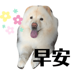 鬆獅阿吉-ChowChow