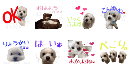 i love maltese