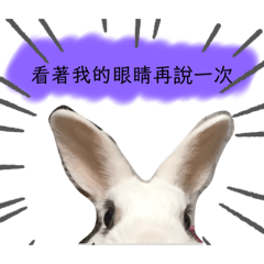 綺綺安安